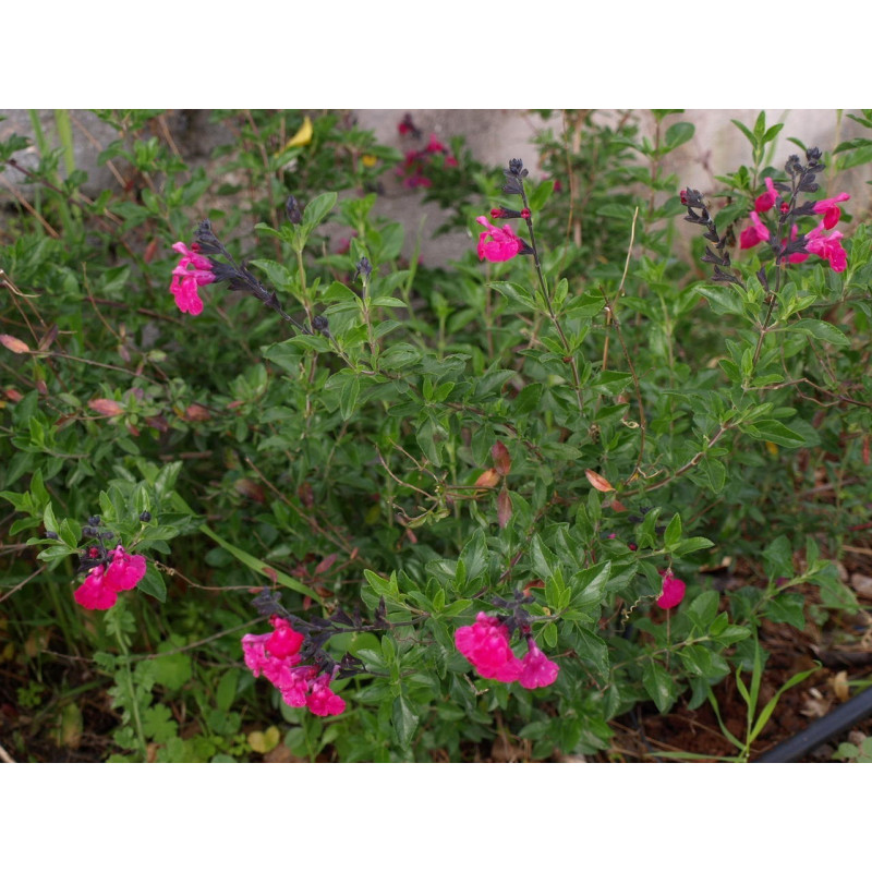 salvia fucsia