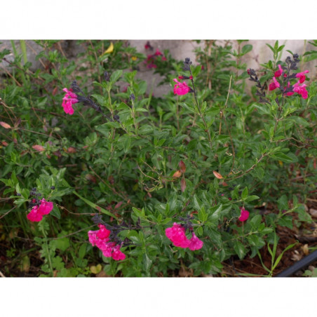 salvia fucsia