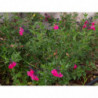 salvia fucsia