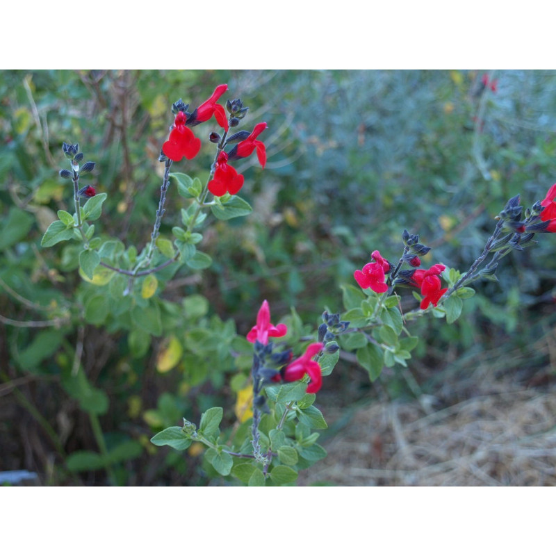salvia fucsia
