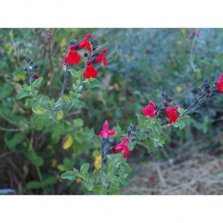 salvia fucsia