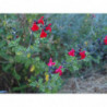 salvia fucsia