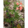 salvia greg salmon