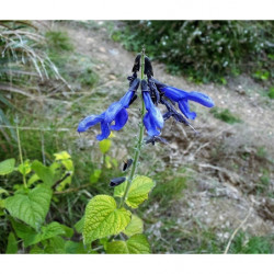 salvia guarani