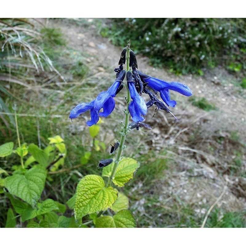 salvia guarani