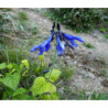 salvia guarani