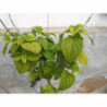 salvia guarani