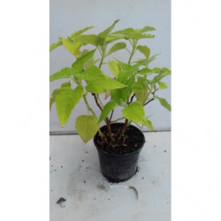 SALVIA MELOCOTON