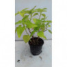 SALVIA MELOCOTON