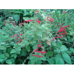 salvia melon
