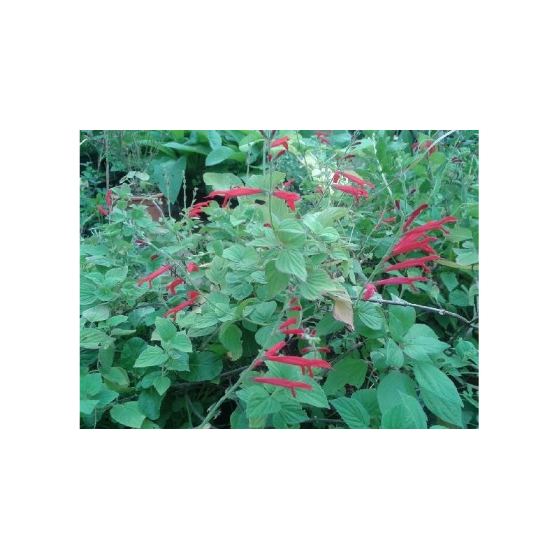 salvia melon