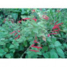 salvia melon