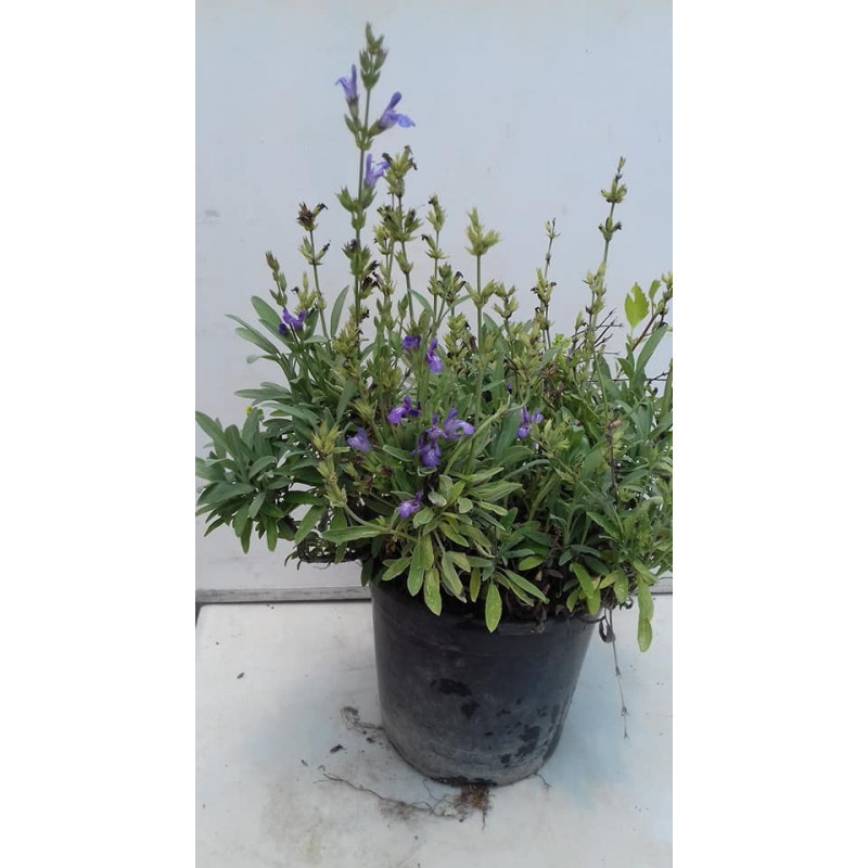 SALVIA MENOR