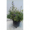 SALVIA MENOR