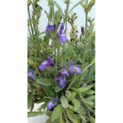 SALVIA MENOR
