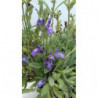 SALVIA MENOR