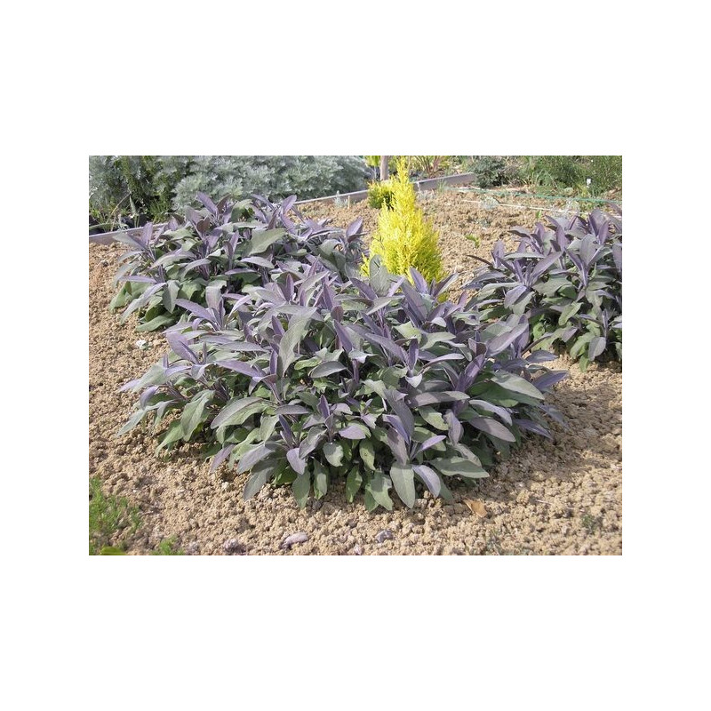 Salvia oficinal purpura