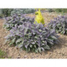 Salvia oficinal purpura
