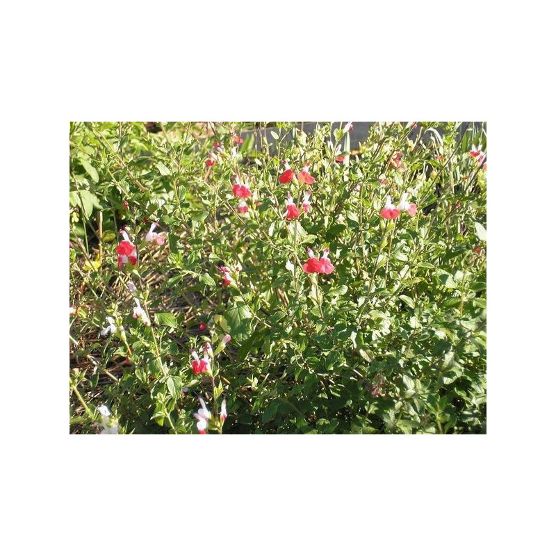 salvia pintalabios