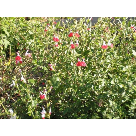 salvia pintalabios