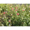 salvia pintalabios