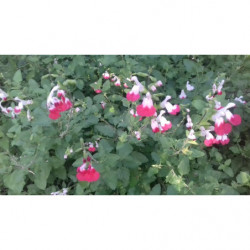 salvia pintalabios