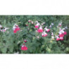 salvia pintalabios
