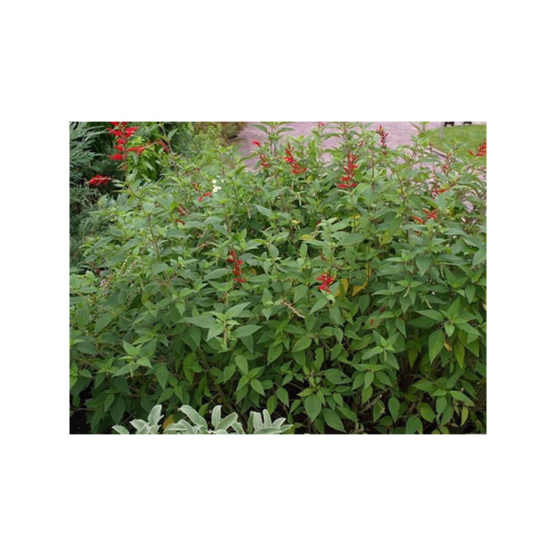 salvia pina