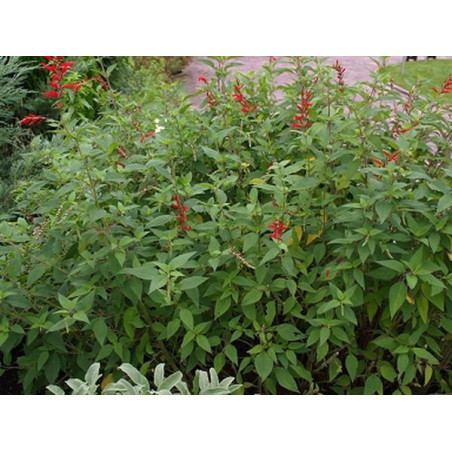 salvia pina