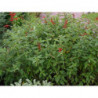 salvia pina