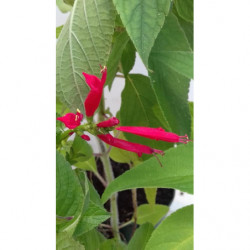 salvia pina