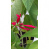 salvia pina