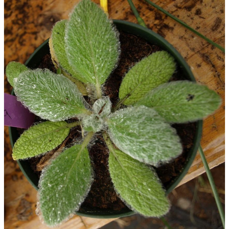 salvia plata