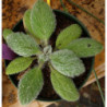 salvia plata