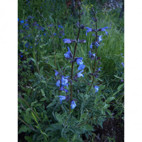 salvia portuguesa