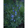 salvia portuguesa