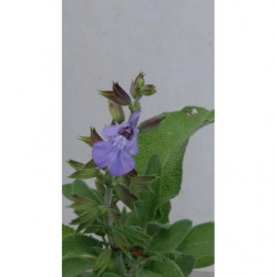 salvia portuguesa