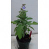 salvia portuguesa
