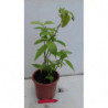 SALVIA ROSA