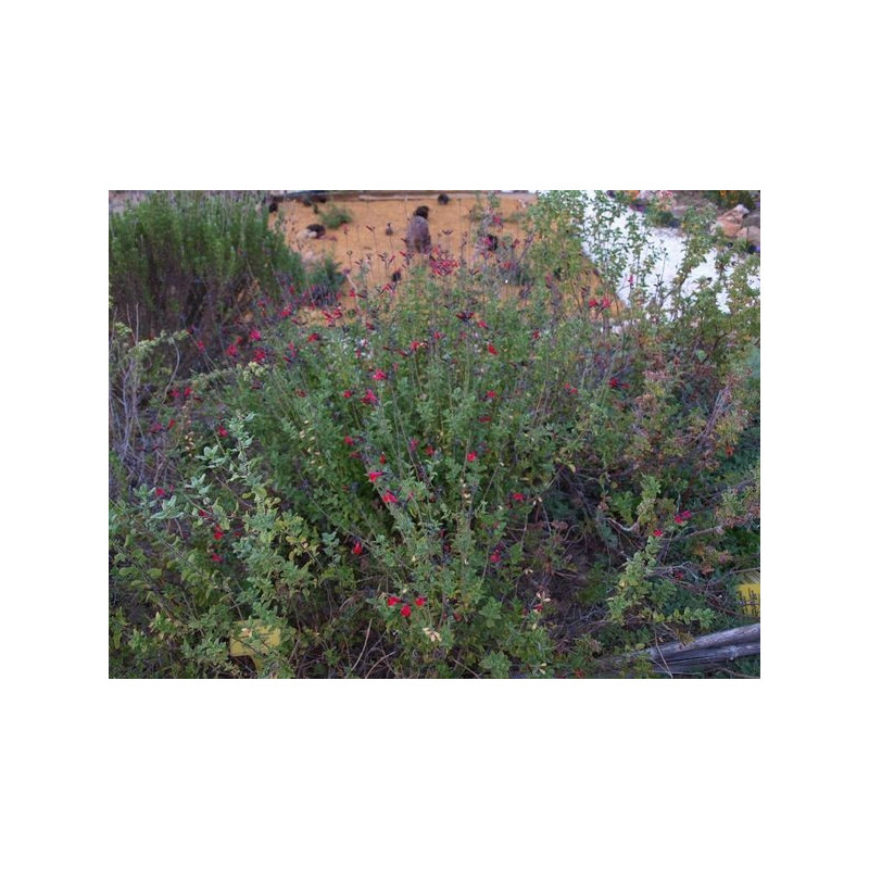salvia jardn de las SALVIAS