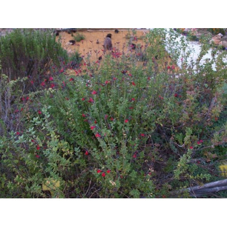 salvia jardn de las SALVIAS