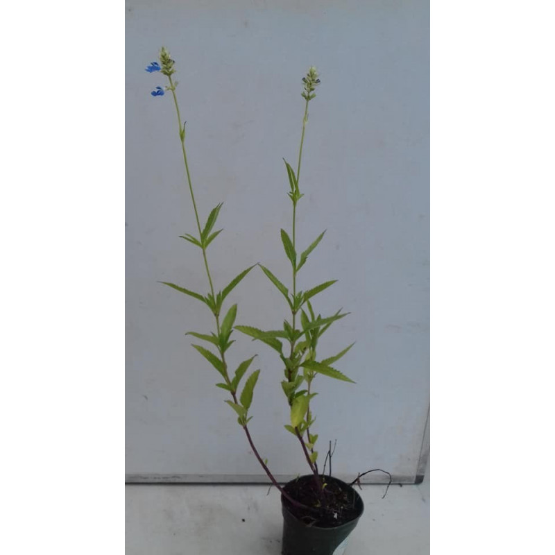 salvia divinorum