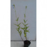 salvia divinorum