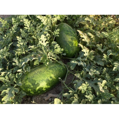 sandia de rafael ralito