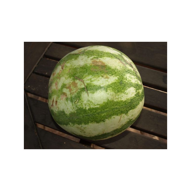 sandia rayas verdes