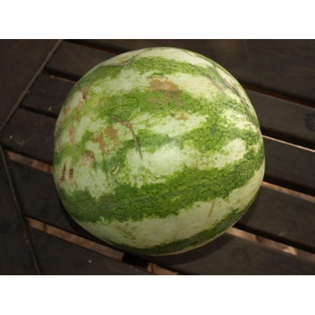 sandia rayas verdes