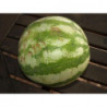 sandia rayas verdes