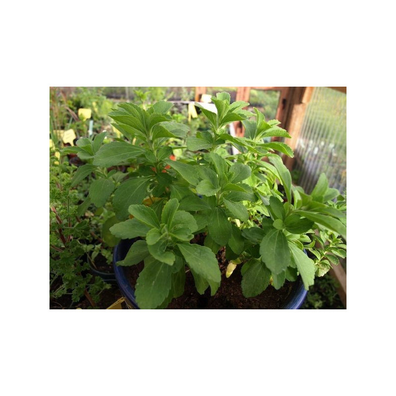 stevia o hierba dulce del paraguay