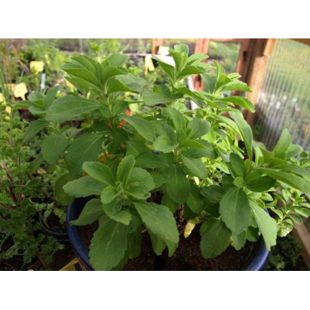 stevia o hierba dulce del paraguay