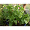 stevia o hierba dulce del paraguay